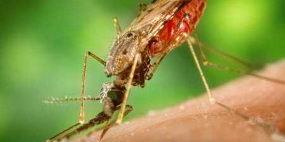 Análises laboratoriais confirmam infeção por vírus do Nilo no Algarve