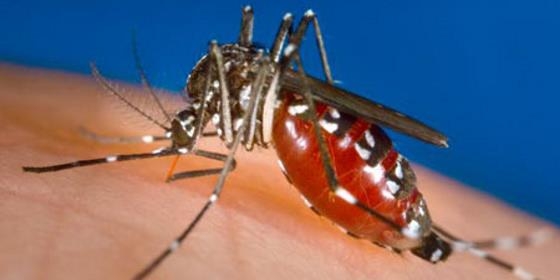 Parlamento da Madeira propõe estratégia nacional de combate à dengue