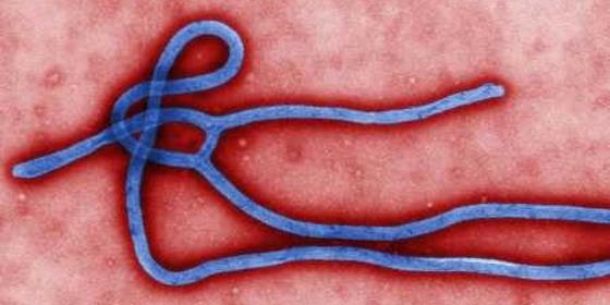 Identificadas sequências de ADN específicas do vírus Ébola