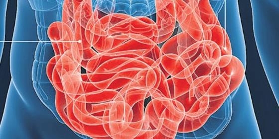 Estudo revela que sistema nervoso assegura proteção dos intestinos
