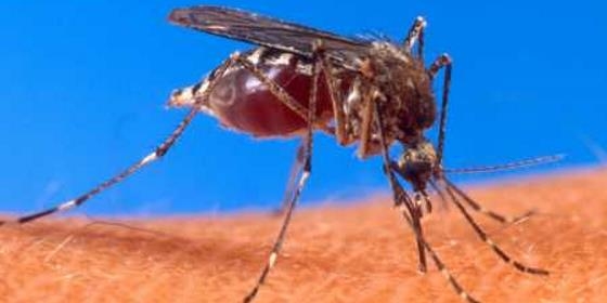 OMS alerta para subida do risco do vírus Zika na Europa, mais intenso na Madeira
