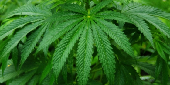 Enfermeiros apelam à legalização da canábis para fins terapêuticos