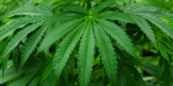 Enfermeiros apelam à legalização da canábis para fins terapêuticos